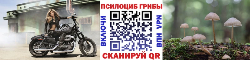 Псилоцибиновые грибы MAGIC MUSHROOMS  наркота  Поворино 